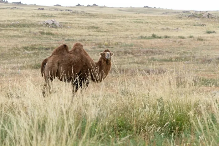 Framed Print : Bactrian Camel Autumn Print in Mongolia Framed Print : Bactrian Camel Autumn Print in Mongolia