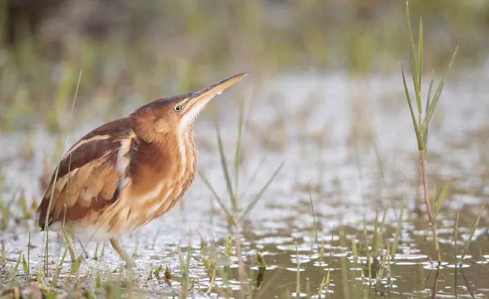 Framed Print : Least Bittern Print: Swamp Perched Adult Framed Print : Least Bittern Print: Swamp Perched Adult