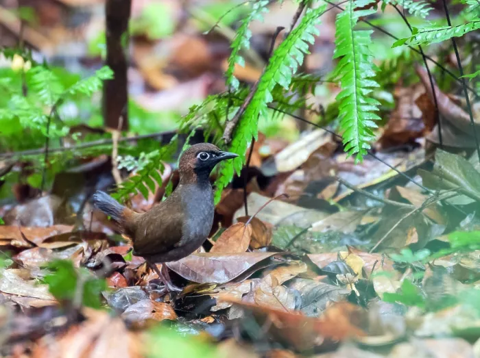 Framed Print : Black-faced Antthrush Print: Forest Floor Scene Framed Print : Black-faced Antthrush Print: Forest Floor Scene