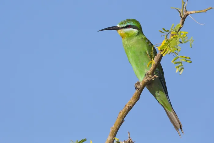 Framed Print : Blue-cheeked Bee-eater Print, Perched on a Branch in Oman
