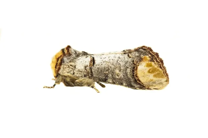 Framed Print : Buff-tip Print: A detailed Phalera bucephala image