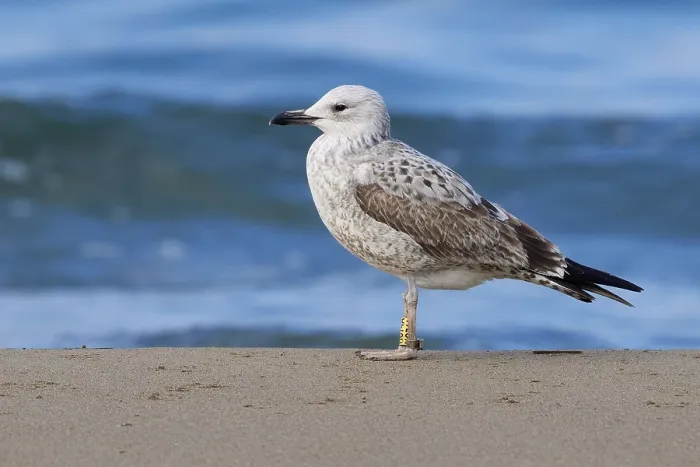 Framed Print : Caspian Gull Print - Ringed Juvenile on Shore Framed Print : Caspian Gull Print - Ringed Juvenile on Shore