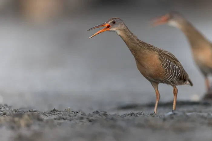 Framed Print : Clapper Rail Print - Puerto Rico Pond Scene Framed Print : Clapper Rail Print - Puerto Rico Pond Scene