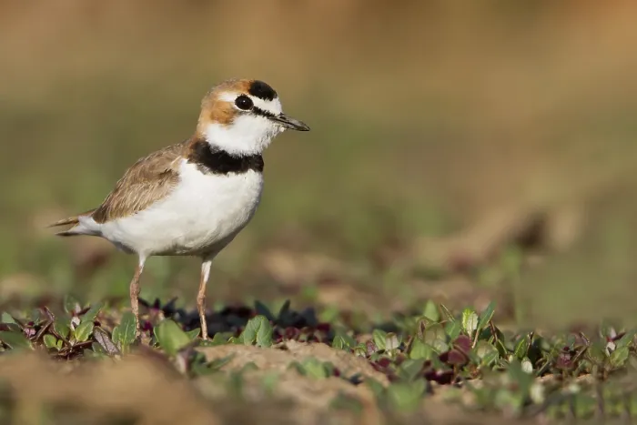Framed Print : Collared Plover Print: Bolivia Ground Scene Framed Print : Collared Plover Print: Bolivia Ground Scene