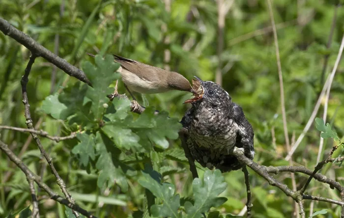 Framed Print : Common Cuckoo Print: Marsh Warbler Feeding Chick on Perch, Zealand, Denmark