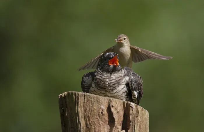 Framed Print : Common Cuckoo Print: Marsh Warbler Feeds Cuckoo Chick on Perch
