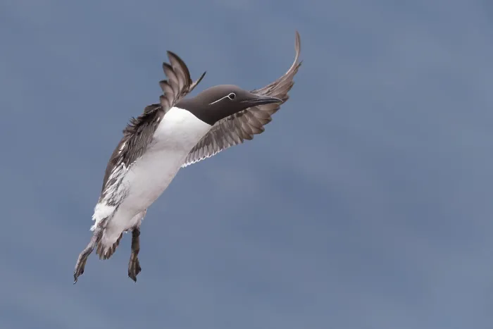 Framed Print : Common Murre Print - Adult in Flight Framed Print : Common Murre Print - Adult in Flight