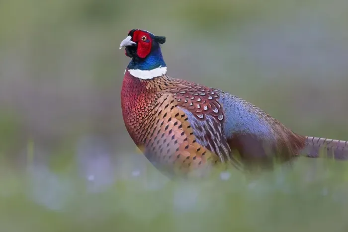 Framed Print : Male Common Pheasant Print in Italy Framed Print : Male Common Pheasant Print in Italy
