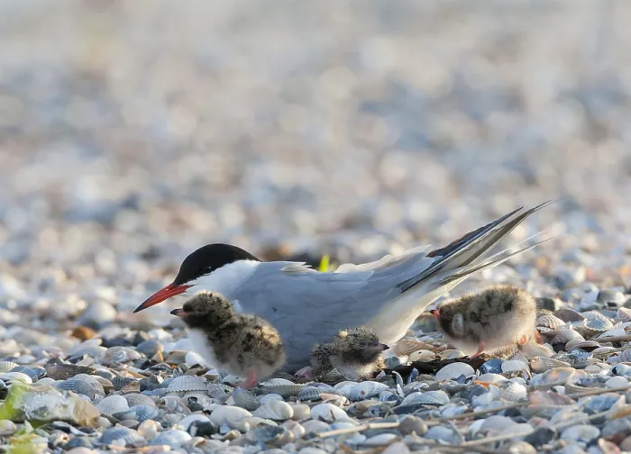 Framed Print : Print of a Common Tern (Sterna hirundo) on its nest at Texel, Netherlands