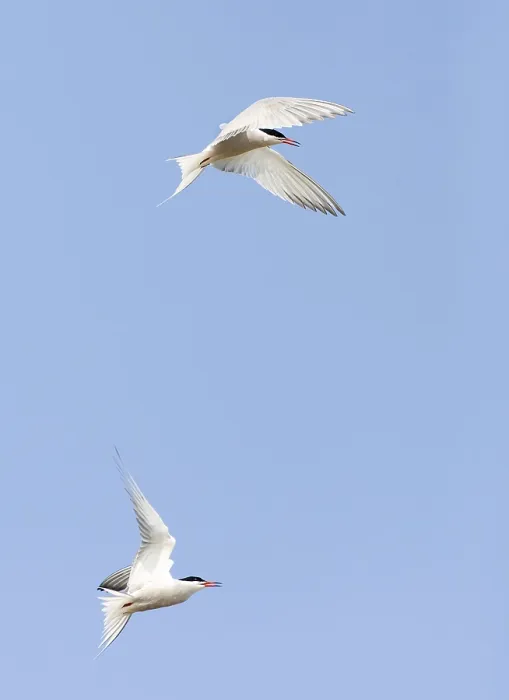 Framed Print : Common Tern Print: Texel Island, Netherlands Framed Print : Common Tern Print: Texel Island, Netherlands