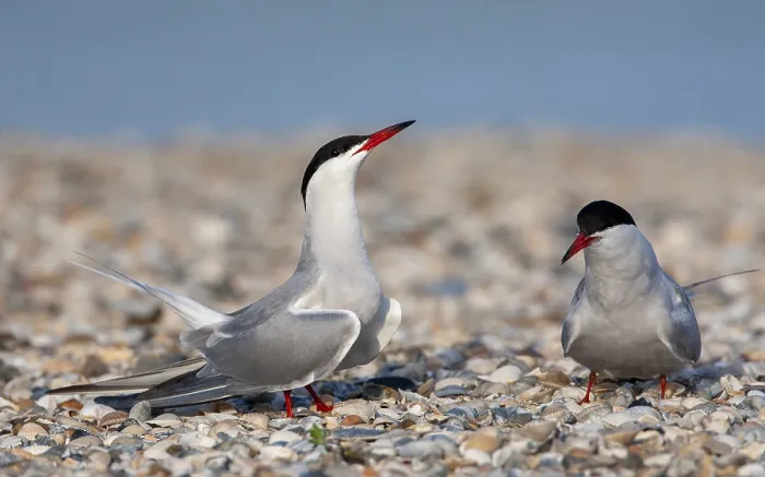 Framed Print : Common Tern Print - Pair on Texel Island, Netherlands Framed Print : Common Tern Print - Pair on Texel Island, Netherlands