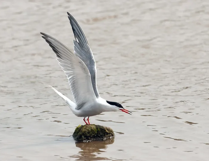 Framed Print : Common Tern Print - Adult with Wings Up