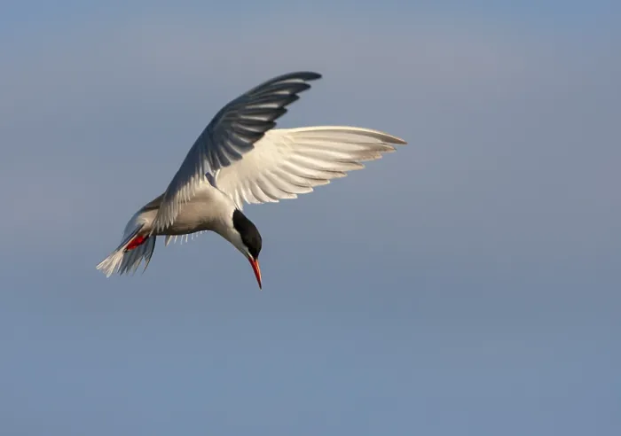 Framed Print : Print of Adult Common Tern in Flight over the Netherlands Framed Print : Print of Adult Common Tern in Flight over the Netherlands