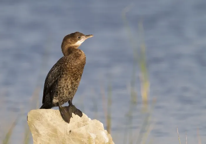 Framed Print : Print of a 1st cy Pygmy Cormorant Framed Print : Print of a 1st cy Pygmy Cormorant