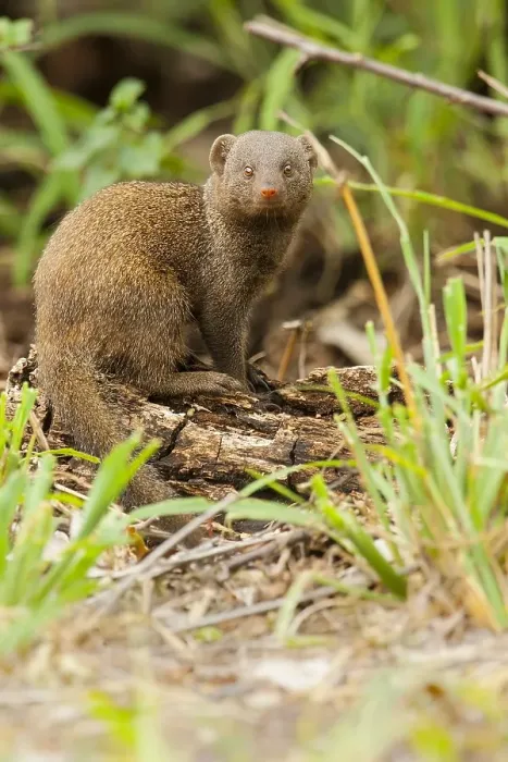 Framed Print : Print of a Common Dwarf Mongoose