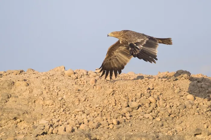 Framed Print : Eastern Imperial Eagle Print - Juvenile in Flight Framed Print : Eastern Imperial Eagle Print - Juvenile in Flight