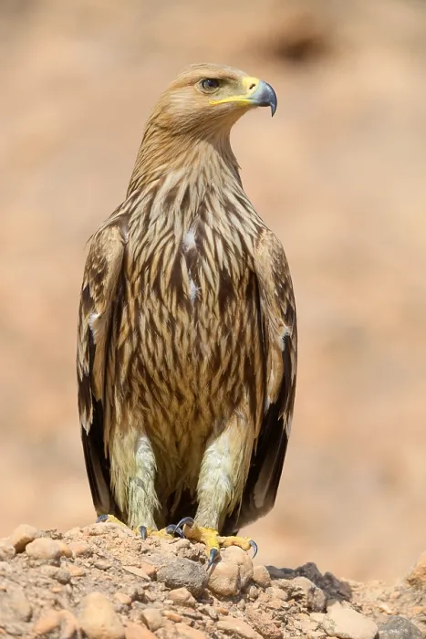 Framed Print : Eastern Imperial Eagle Print, Juvenile Standing on Ground Framed Print : Eastern Imperial Eagle Print, Juvenile Standing on Ground