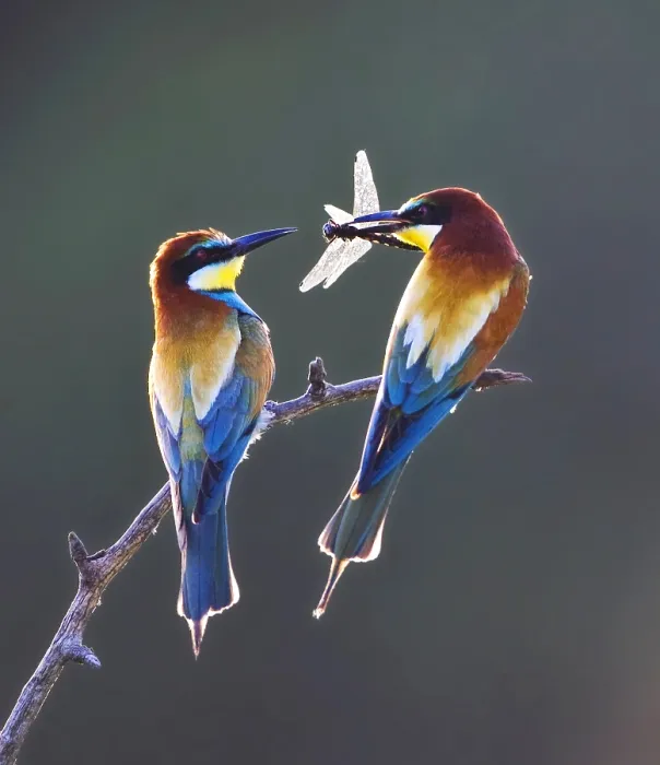 Framed Print : European Bee-eater Print: Perched Pair Framed Print : European Bee-eater Print: Perched Pair