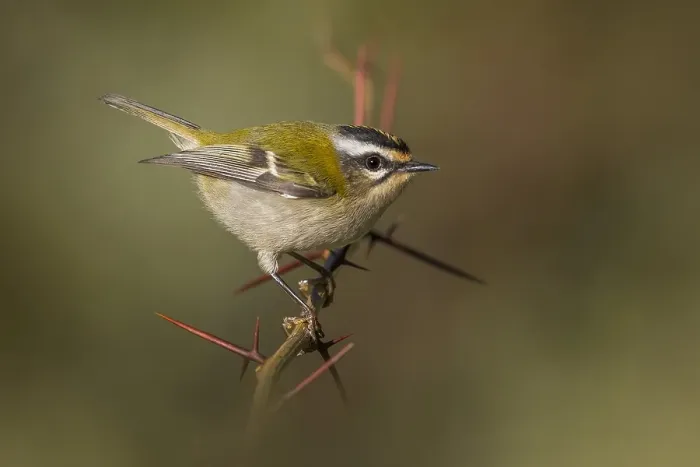 Framed Print : Firecrest Print: Perched on a Thorny Branch Framed Print : Firecrest Print: Perched on a Thorny Branch