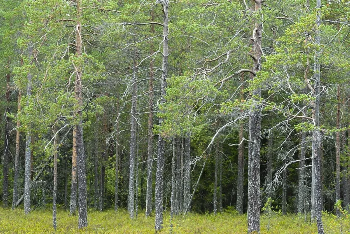 Framed Print : Northern Finland Pine Trees Print