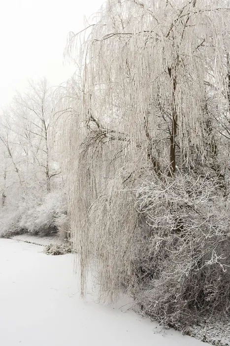 Framed Print : Frozen Katwijk Trees Print