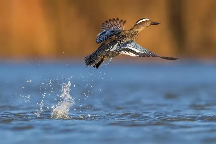 Framed Print : Garganey Print - Male in Flight
