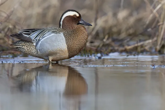 Framed Print : Garganey Print: Anas querquedula, Campania, Italy Framed Print : Garganey Print: Anas querquedula, Campania, Italy