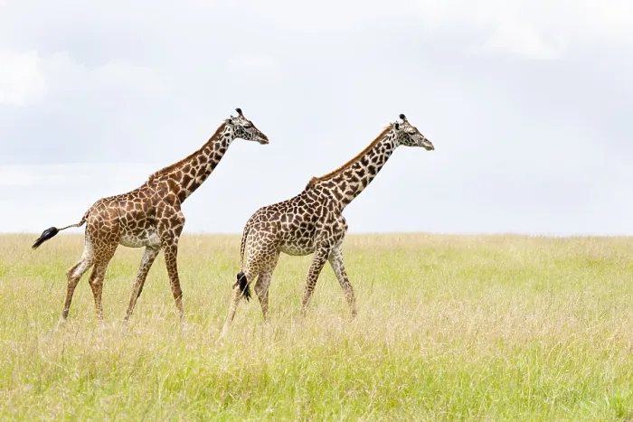 Framed Print : Giraffe Print from Agami in Grass Framed Print : Giraffe Print from Agami in Grass