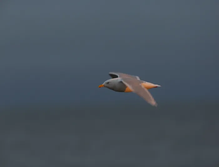 Framed Print : Glaucous Gull Print in Flight Over Alaskan Sunset Framed Print : Glaucous Gull Print in Flight Over Alaskan Sunset