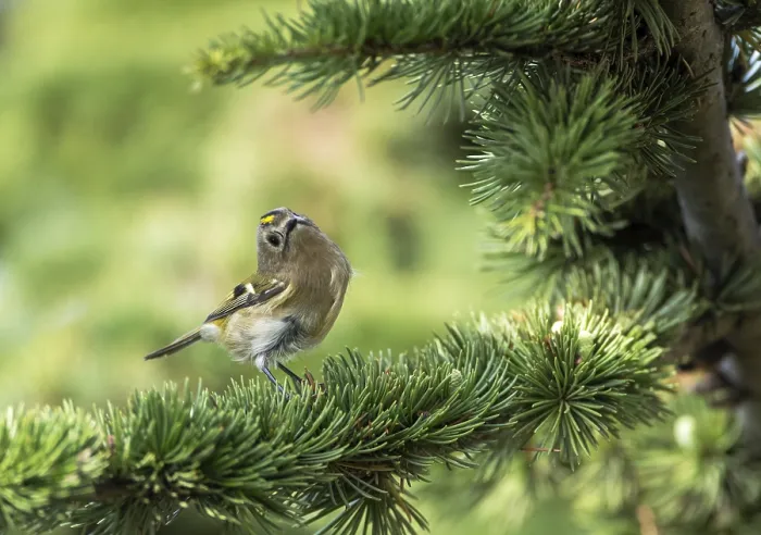 Framed Print : Goldcrest Print: Autumn Migrant in Lone Pine Tree Framed Print : Goldcrest Print: Autumn Migrant in Lone Pine Tree