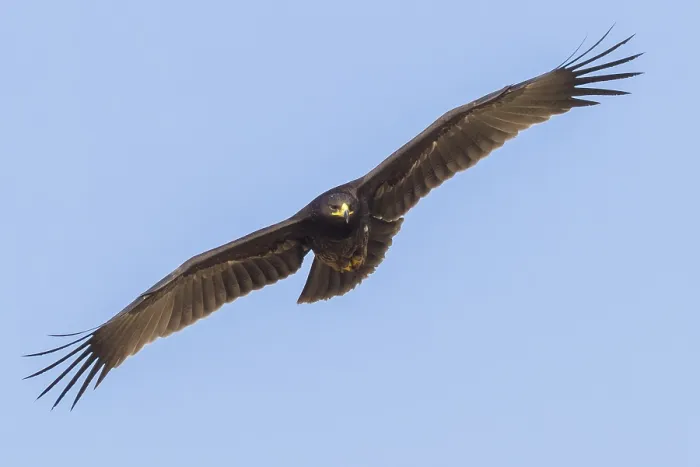 Framed Print : Greater Spotted Eagle Print: Juvenile in Flight