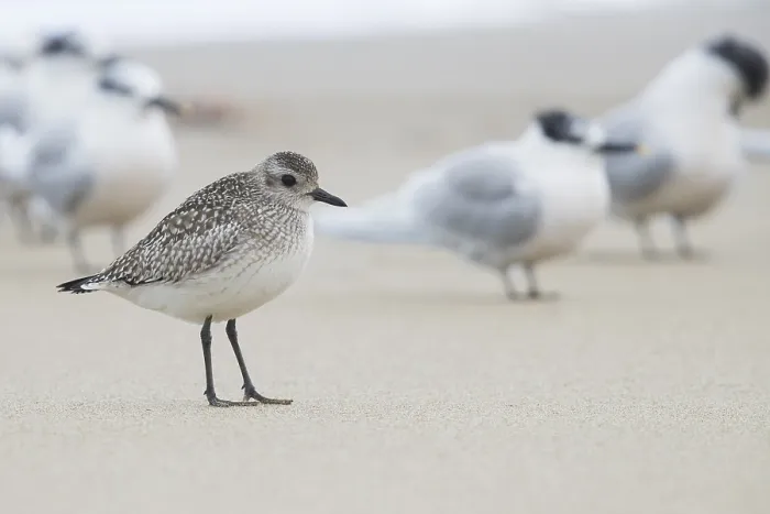 Framed Print : Grey Plover Print with Sandwich Terns on Shore