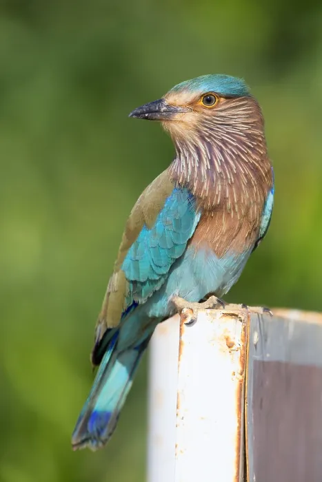 Framed Print : Indian Roller Print - Standing Bird on Post in Oman Framed Print : Indian Roller Print - Standing Bird on Post in Oman