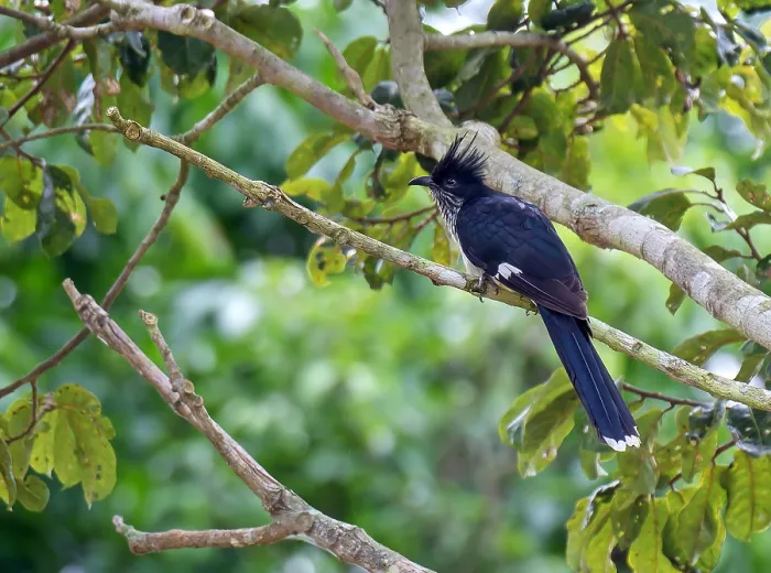 Framed Print : Print of a Jacobin Cuckoo, Clamator jacobinus in Uganda Framed Print : Print of a Jacobin Cuckoo, Clamator jacobinus in Uganda