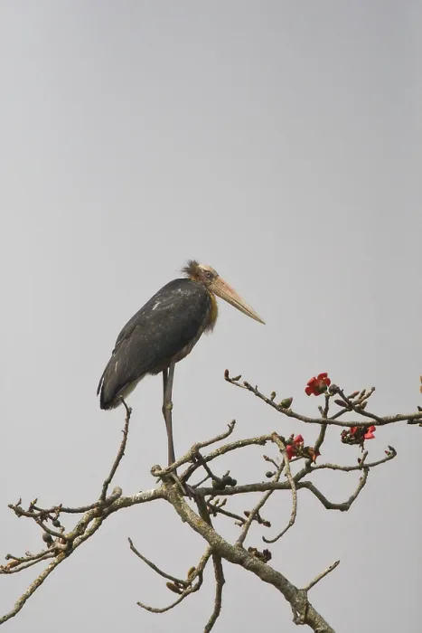 Framed Print : Javaanse Maraboe Print: Lesser Adjutant perched in a tree