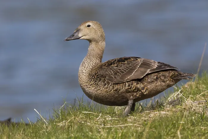 Framed Print : King Eider Print, Female on Grass Framed Print : King Eider Print, Female on Grass