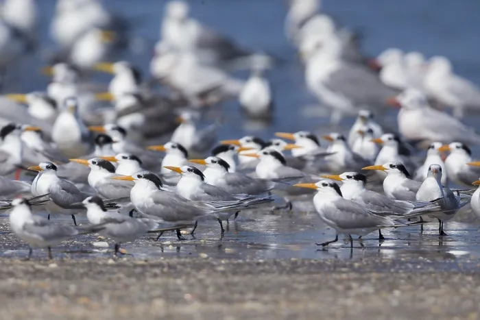 Framed Print : Lesser Crested Tern Print, Liwa Beach Scene Framed Print : Lesser Crested Tern Print, Liwa Beach Scene