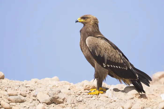 Framed Print : Lesser Spotted Eagle Print: Juvenile Standing on Ground Framed Print : Lesser Spotted Eagle Print: Juvenile Standing on Ground