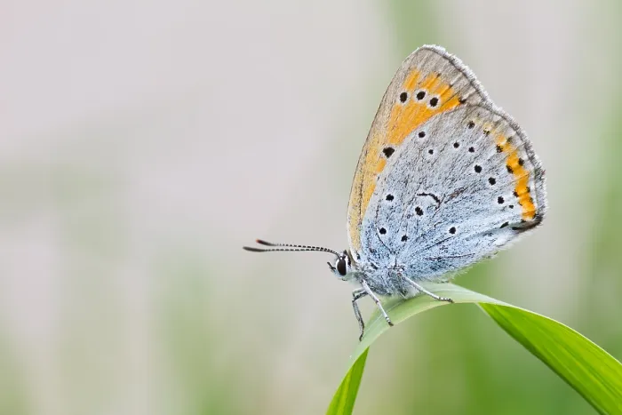 Framed Print : Macro Print of a Large Copper Butterfly (Lycaena dispar) in Flight Framed Print : Macro Print of a Large Copper Butterfly (Lycaena dispar) in Flight