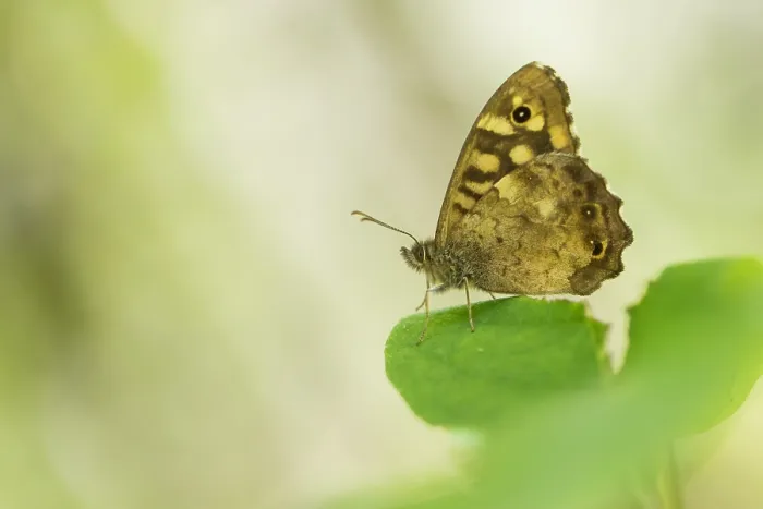 Framed Print : Macro Print of Speckled Wood Butterfly Framed Print : Macro Print of Speckled Wood Butterfly