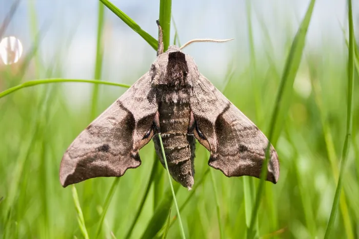 Framed Print : Macro Print of Eyed Hawk-Moth Smerinthus ocellata Framed Print : Macro Print of Eyed Hawk-Moth Smerinthus ocellata