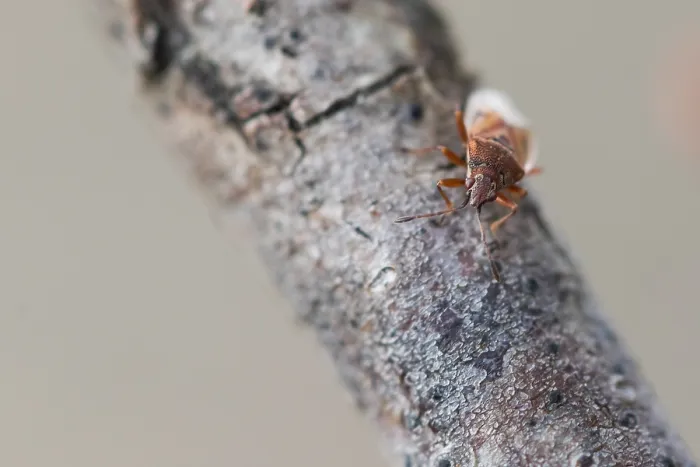 Framed Print : Macro Print of Kleidocerys resedae, a Birch Catkin Bug Framed Print : Macro Print of Kleidocerys resedae, a Birch Catkin Bug