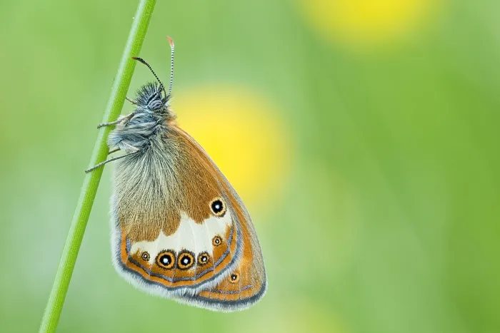 Framed Print : Macro Print of Coenonympha arcania Insect Framed Print : Macro Print of Coenonympha arcania Insect
