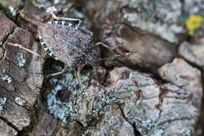Framed Print : Macro Print of Brown Marmorated Stink Bug Framed Print : Macro Print of Brown Marmorated Stink Bug