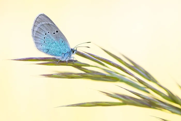 Framed Print : Glaucopsyche alexis Print - Macro Image of a Green-underside Blue Butterfly Framed Print : Glaucopsyche alexis Print - Macro Image of a Green-underside Blue Butterfly