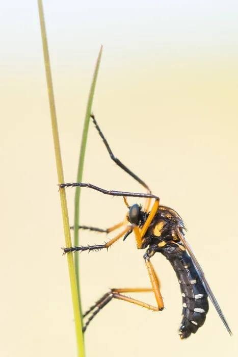 Framed Print : Macro Print of Molobratia teutonus, a small German Wolf Fly