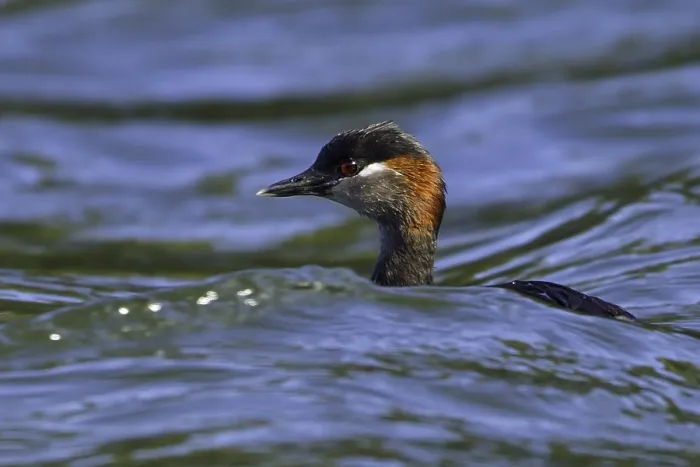 Framed Print : Madagascar Grebe Print - Small Lake Scene Framed Print : Madagascar Grebe Print - Small Lake Scene