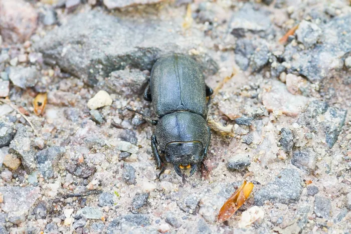 Framed Print : Marco's Print of Lesser Stag Beetle Imago