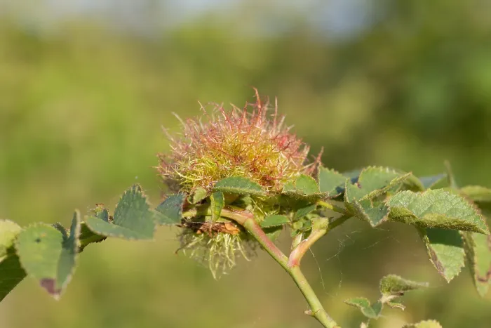 Framed Print : Print of Rose Bedeguar Gall Framed Print : Print of Rose Bedeguar Gall