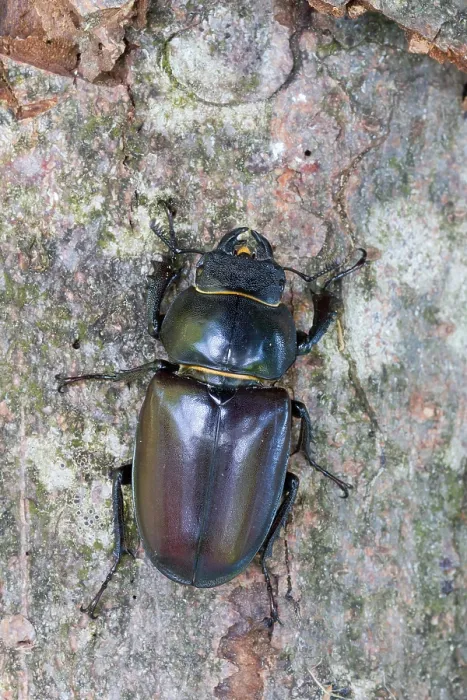 Framed Print : Lucanus cervus Print - Female Hirschkäfer Image Framed Print : Lucanus cervus Print - Female Hirschkäfer Image
